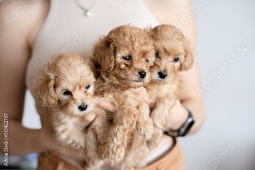 Woman holding three cute newborn maltipu puppies photo