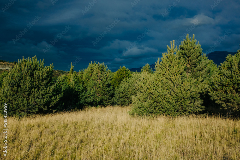 Pine trees with dramatic sunset Pine trees with dramatic sunset