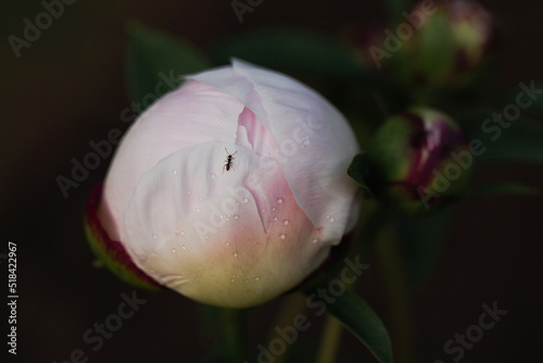 ant on a delicate peony bud