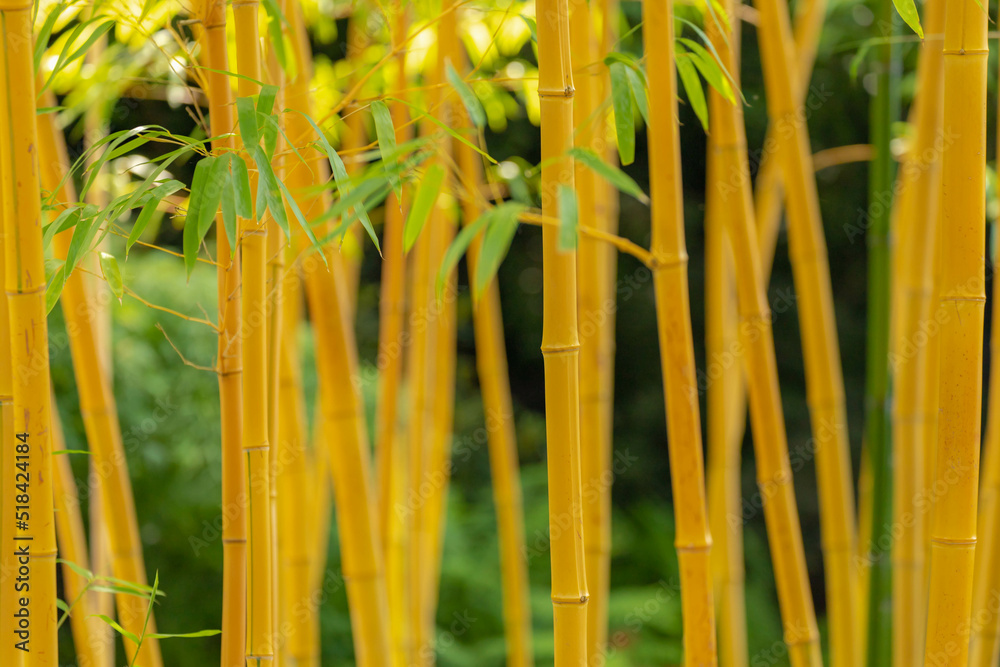 Obraz premium Selective focus of Phyllostachys aurea is a perennial that is also sometimes referred to as fish-pole or running bamboo, Beautiful yellow golden bamboo trees trunks in garden, Nature background.