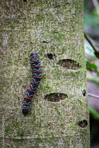 beautiful caterpillar on tree trunk and moss