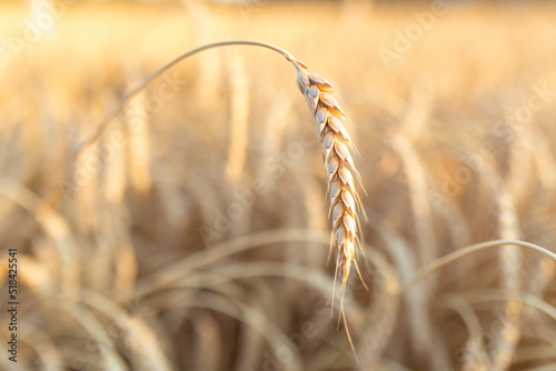 Ripe ear of wheat on background of blurred field. Harvest, farming, plant growing. Global grain crisis