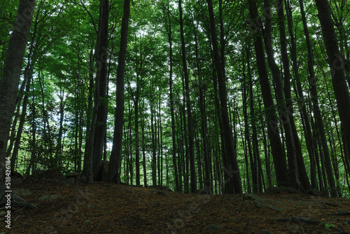 Dark green forest in spring photo