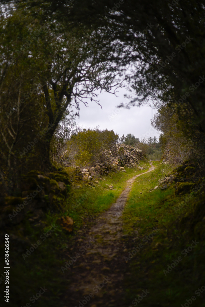Camino de Santiago intricate vegetation magical tunnel Camino de Santiago intricate vegetation magical tunnel