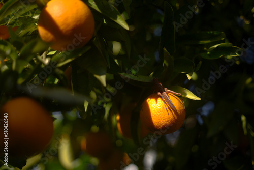 Grasshopper hiding in the orange leaves photo