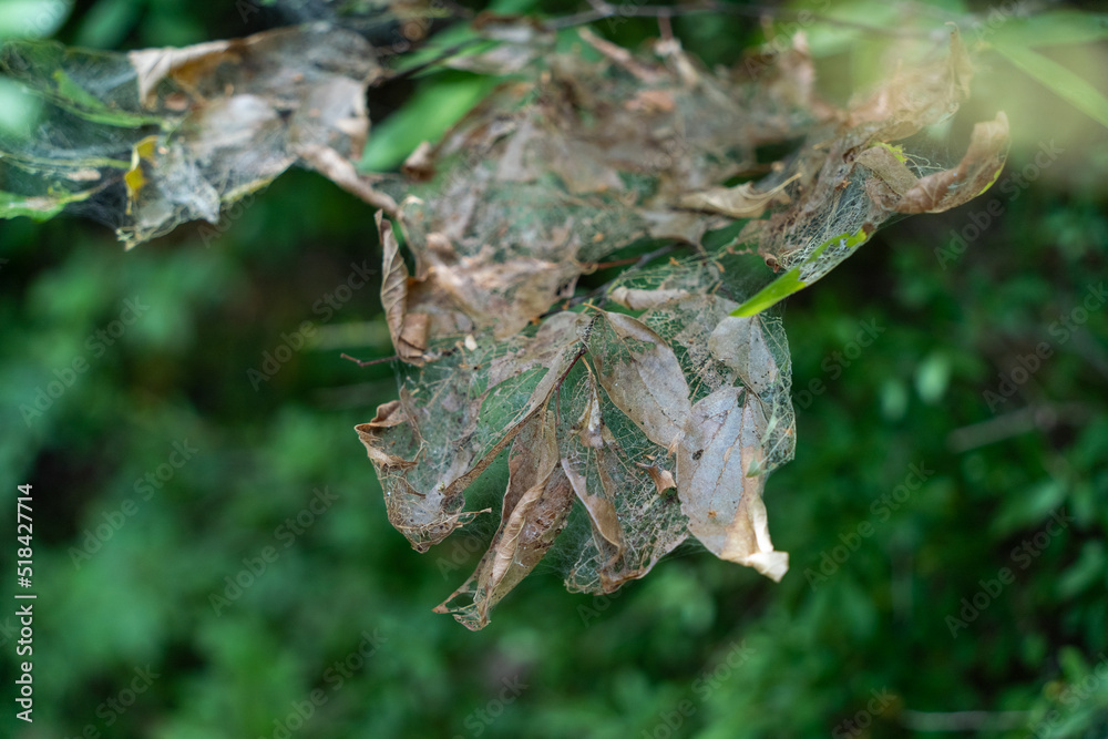 Fototapeta premium the bug on a leaf