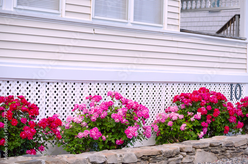 Fototapeta Naklejka Na Ścianę i Meble -  Lush flowering of rose bushes at the porch of the house. Summer view.
