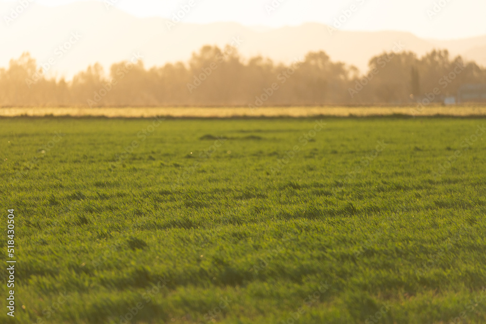 Obraz na plátně sunrising over a freshly sprouting crop of winter wheat
