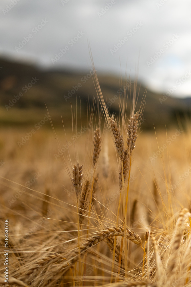 Wheat Field Wheat Field