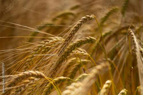 close up of Wheat Field