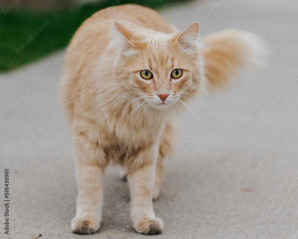 Spunky Cat 3 Spunky Cat 3