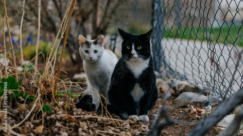 Fotografija Spunky Cat 5