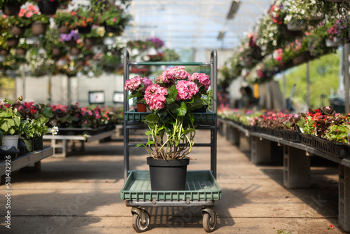 Plant on flower cart in nursery photo