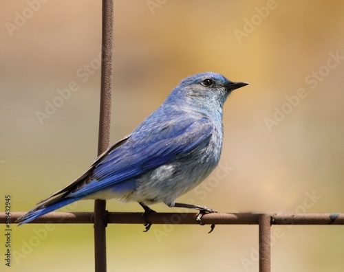 A Mountain Bluebird perched on a metal grate