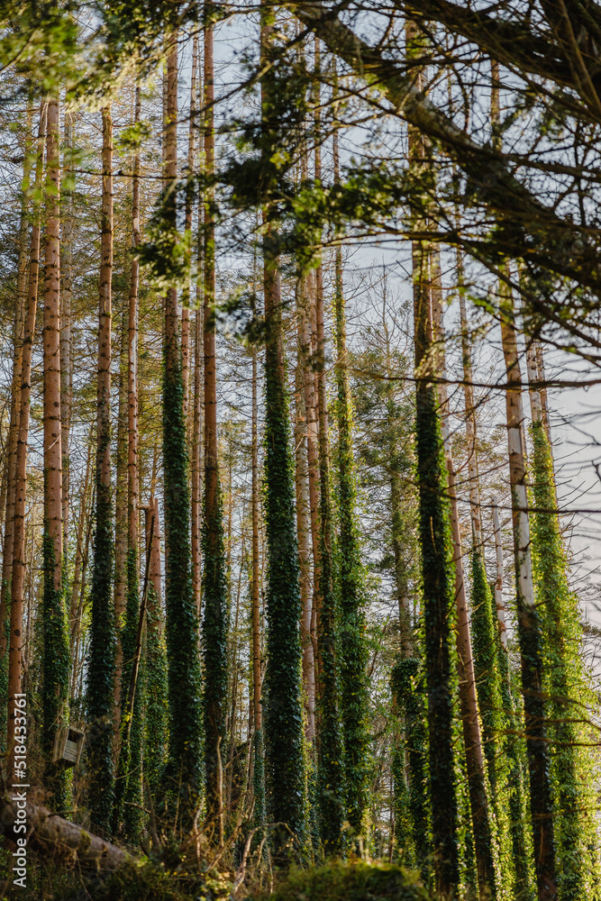 Ireland Forest Ireland Forest