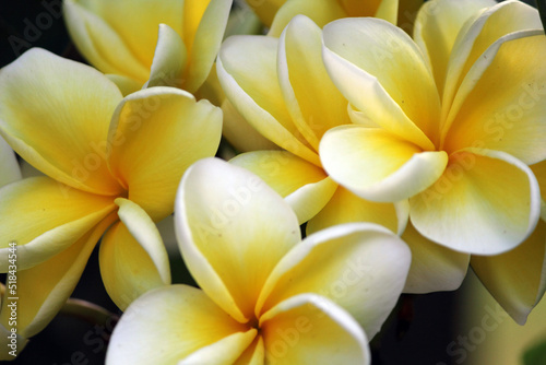 Close up of yellow and white frangipani plumeria tropical flowers in a garden photo