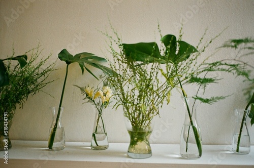 A vases with green plants at home photo