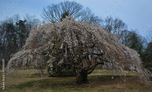 National Arboretum Tree
