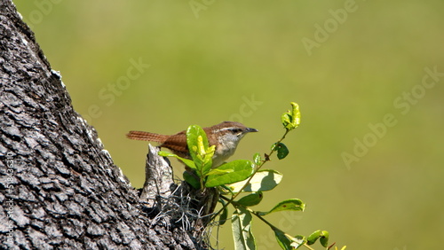 Carolina wren (Thryothorus ludovicianus) perched on the trunk of an oak tree in a backyard in Panama City, Florida, USA photo