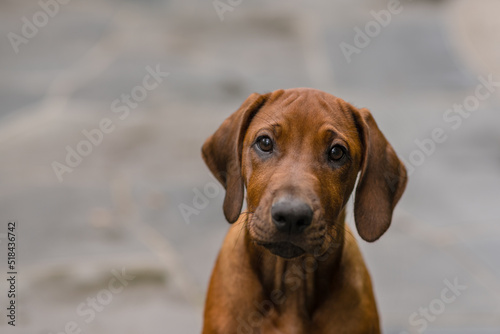 cute young dog photo