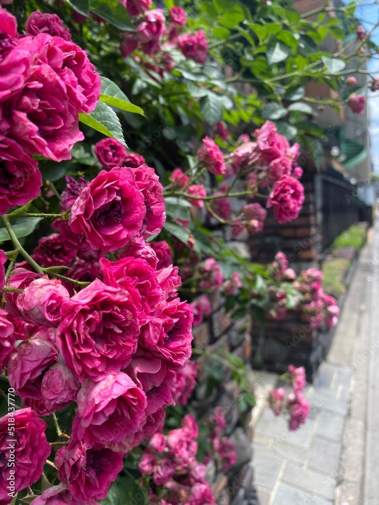 pink and white roses pink and white roses