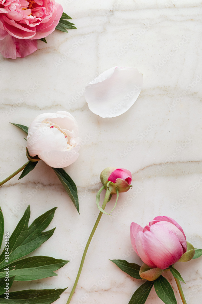 peonies on marble background peonies on marble background