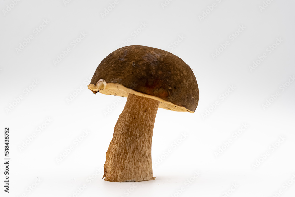Boletus, white mushroom or boletus isolated on white background. Boletus, white mushroom or boletus isolated on white background.