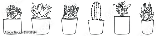 Small Potted Succulents
