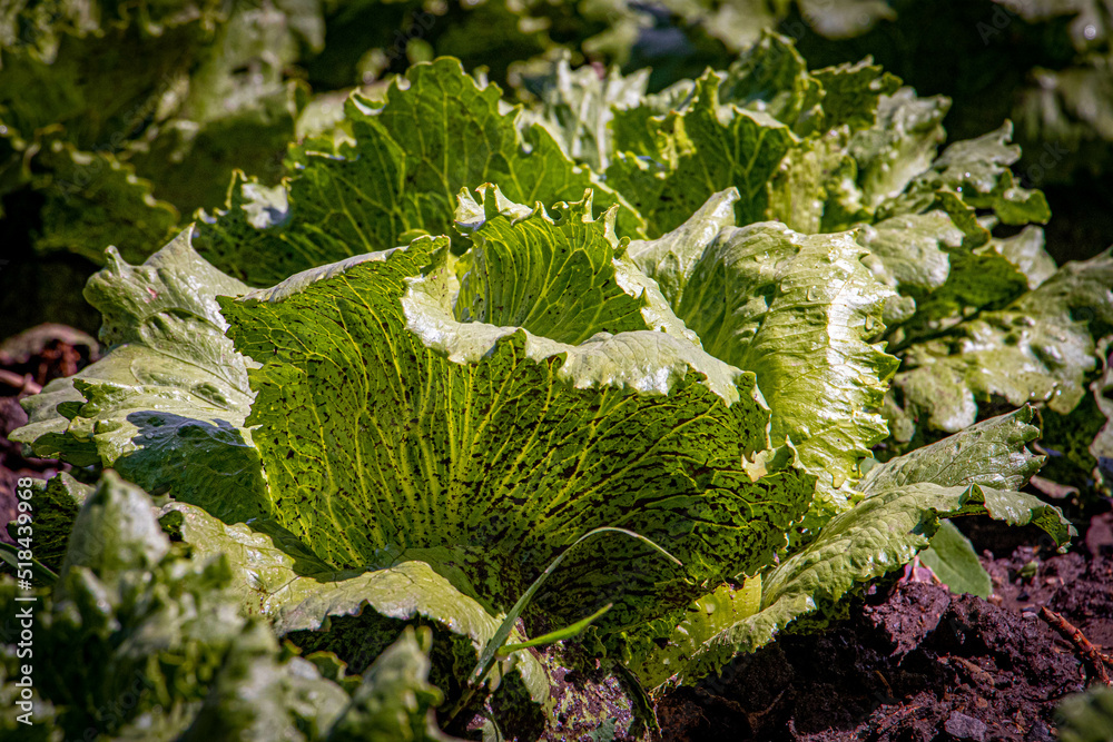 lettuce in the field lettuce in the field