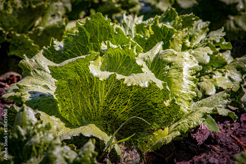 lettuce in the field