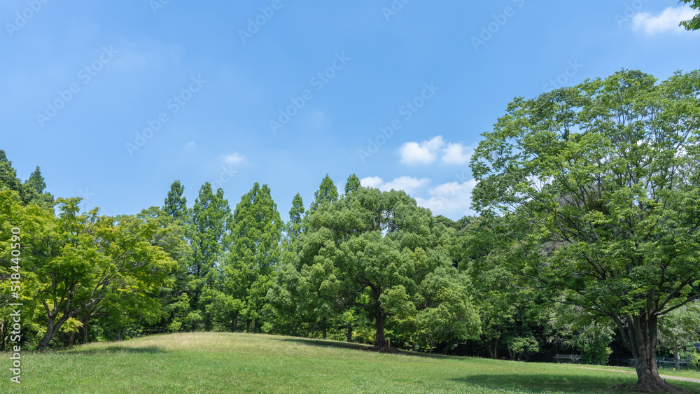 夏の木々と青空・日本の自然