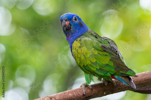 Blue-headed Parrot (Pionus menstruus). Beautiful parrot perched on a tree trunk with an out of focus background