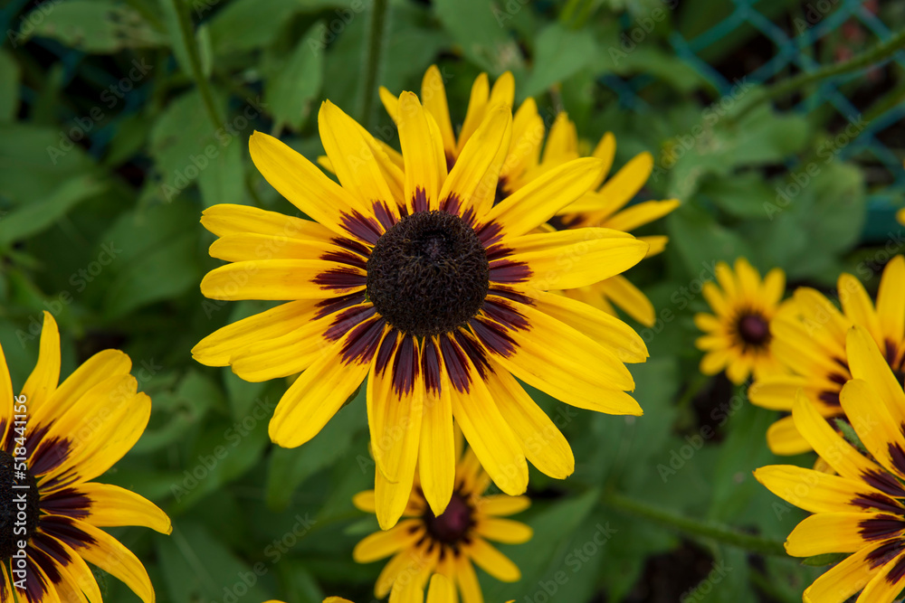 Fototapeta premium ルドベキア（Rudbeckia）／キク科