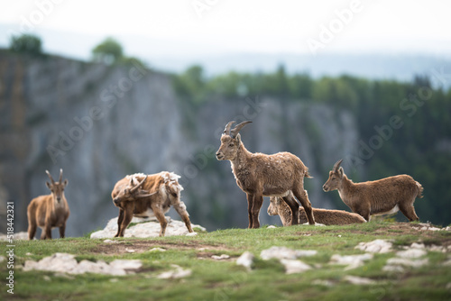 Group of alpine ibex photo