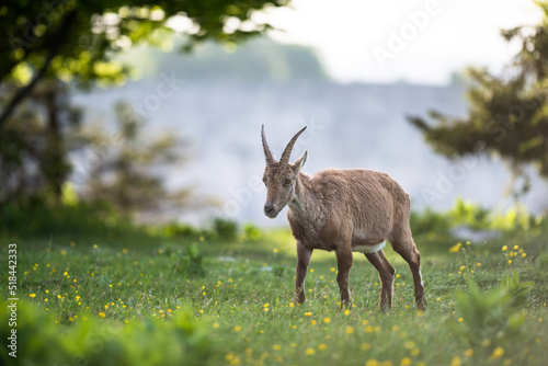 Female Alpine ibex 