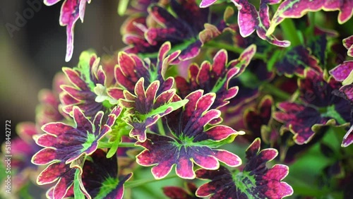 Coleus scutellarioides with a natural background photo