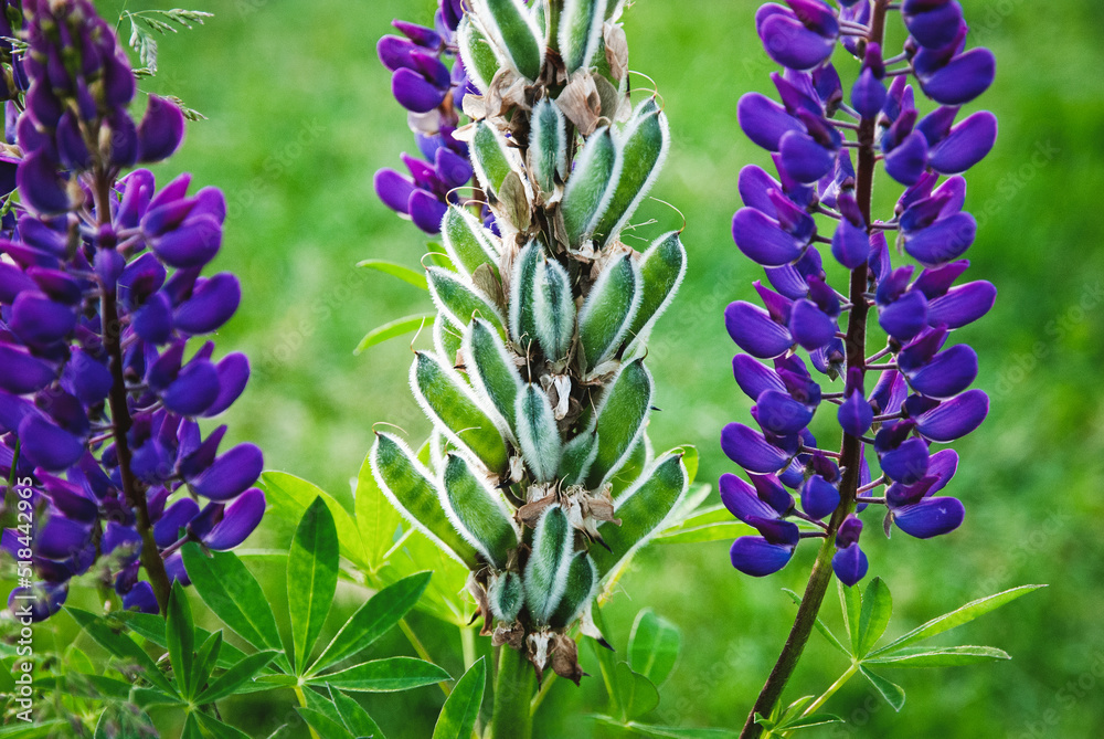 Lupine plant with pods and flowers, Lupinus polyphyllus in summer