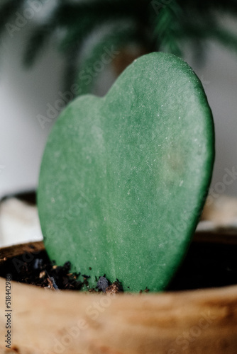 close up macro of green indoor house plant as interior decor