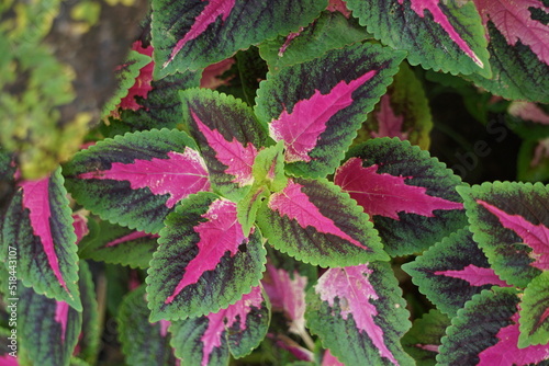 Coleus scutellarioides with a natural background