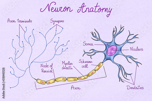 Human neuron illustration photo