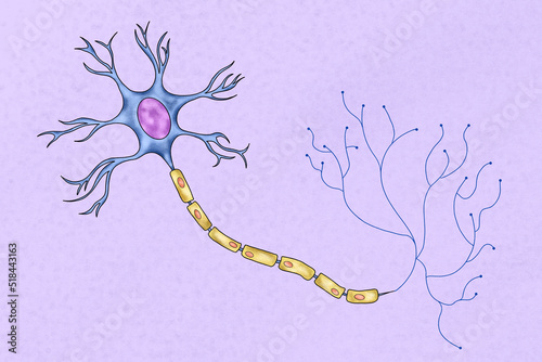 Human neuron illustration photo