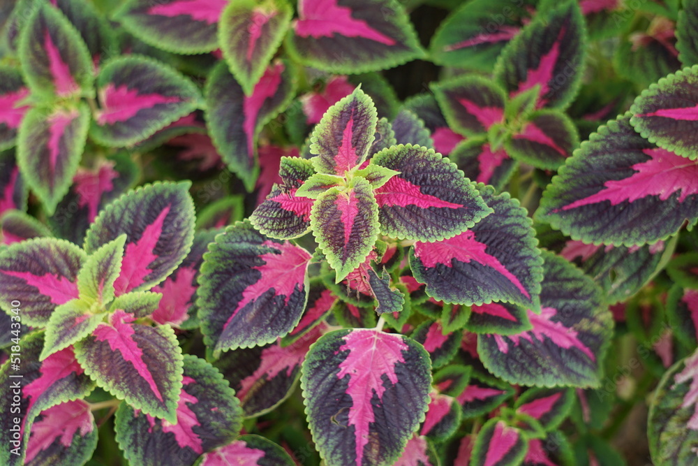 Coleus scutellarioides with a natural background Coleus scutellarioides with a natural background