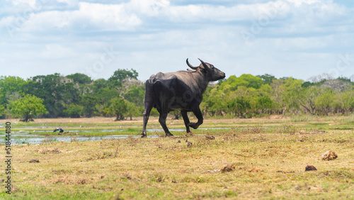 Fototapeta Naklejka Na Ścianę i Meble -  Buffalo in the national park of Sri Lanka.