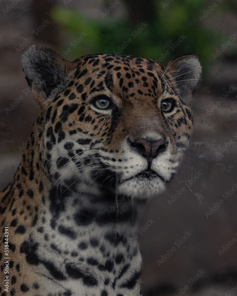 Obraz premium close up of leopard