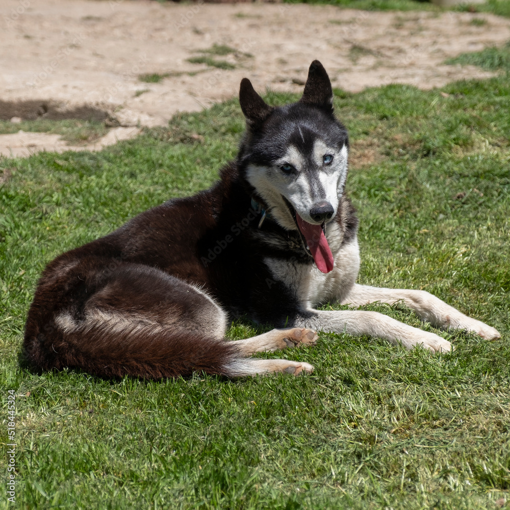 Husky resting
