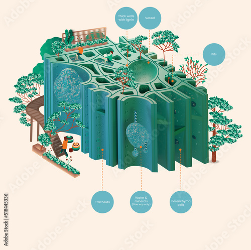 Illustration of a Xylem section of a plant in 2D and 3D with labels to show different sections photo