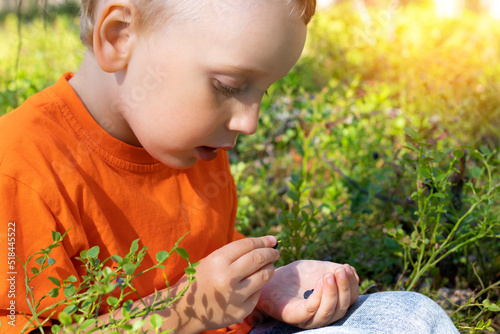 A general shot of a child with blueberries in the palms, sitting by the bushes in the forest. Blueberry season