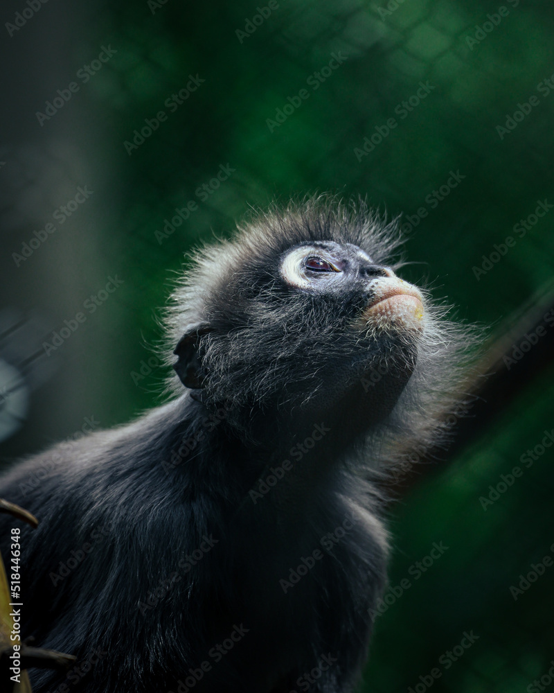 Obraz premium Dusty leaf monkey