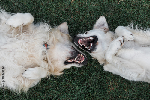 grinning dogs