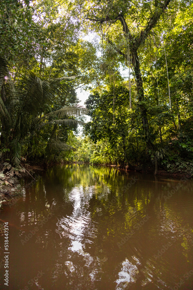 tropical jungle on the edge of a river, scenic landscape of nature in the day, beautiful trees, wallpaper of tourist places